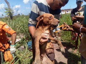 Cachorro é resgatado dentro de poço na cidade de Rio Largo