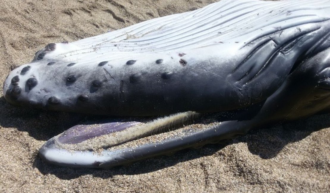 Filhote de Baleia é encontrado morto na praia de São Miguel dos Milagres