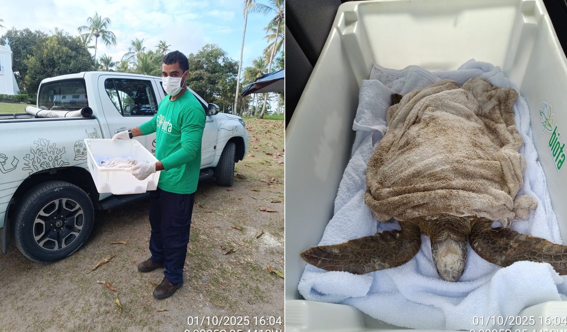 Tartaruga-verde é resgatada na Praia dos Morros, em Passo de Camaragibe
