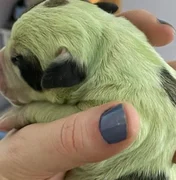 Cadela dá à luz cachorrinha com pelo verde brilhante e encanta a web