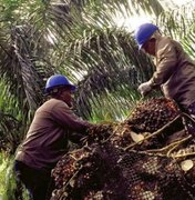 ONU: praga mundial de besouros está destruindo palmeiras