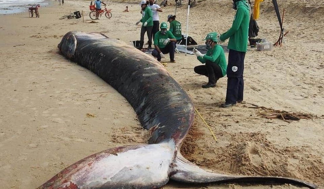 Instituto Biota conclui necropsia de baleia encalhada na Barra de Santo Antônio