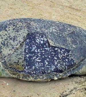 Tartaruga é encontrada morta em praia do Litoral Sul de Alagoas