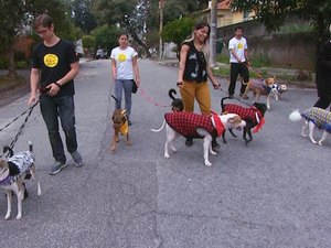 Vencedora do BBB pede socorro ao SBT para cuidar de 13 cachorros