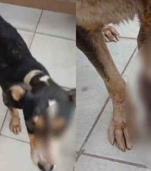 Duas mulheres são indiciadas por maus-tratos a cães após morte de animal em Maceió