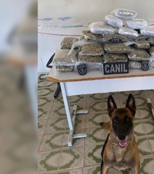Mala com mais de 10 kg de maconha é encontrada em ônibus durante operação policial em Arapiraca