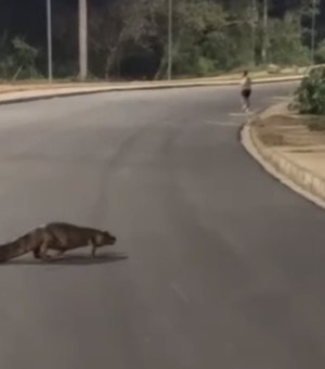 Jacaré é flagrado atravessando Anel Viário de Arapiraca