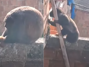 [Vídeo] O retorno do bugio? Macaco reaparece e surpreende morador em Satuba