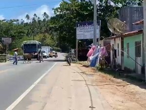 Animal larga carroça e invade rodovia em Maragogi