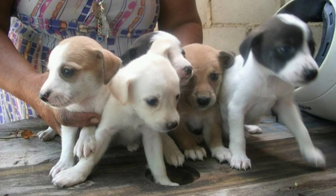 Parceria entre Neafa e Pet Place gera mais de 150 adoções