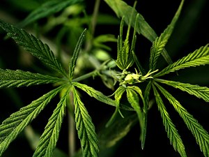 Fumar maconha aumenta o risco de complicações do coronavírus