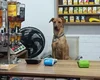 De cão de rua a funcionário do mês: conheça o vira-lata Antônio