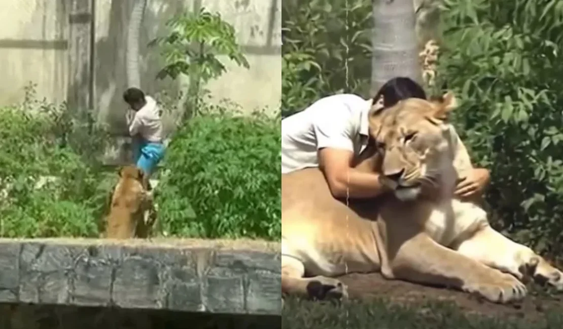 Vídeo mostra Vaqueirinho abraçando leoa e viraliza nas redes. Entenda