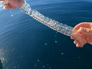 Criatura marinha transparente surpreende explorador em mar dos EUA