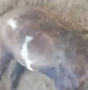 'Chupa-Cabra' volta a atacar e mata seis ovelhas na zona rural de Craíbas