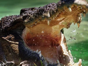 Adolescente de 14 anos é atacado por crocodilo durante pesca em praia