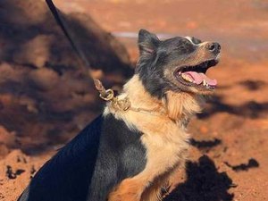 Morre cão dos bombeiros que atuou em Brumadinho e em Mariana