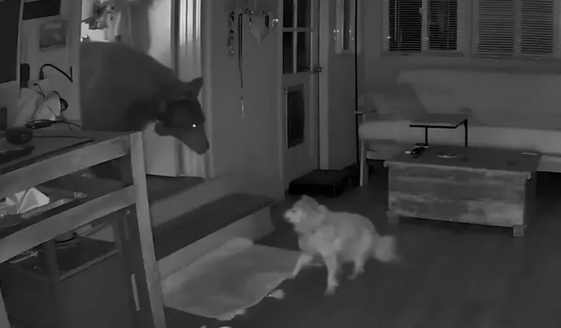 Cão idoso encara urso que invadiu casa enquanto dona dormia