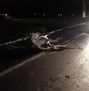 Motociclista morre após colidir com cavalo na BR-316, em Pilar