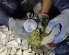 Papagaio é encontrado vivo sob escombros dos terremotos na Venezuela