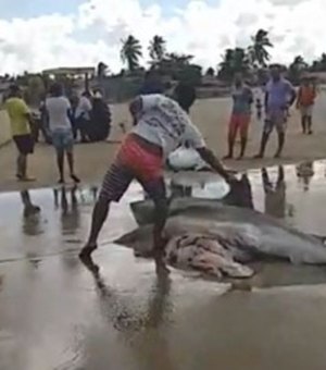 {Vídeo}Tubarões são capturados por pescadores no Pontal do Peba