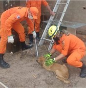 Bombeiros resgatam cachorro do telhado em Maragogi