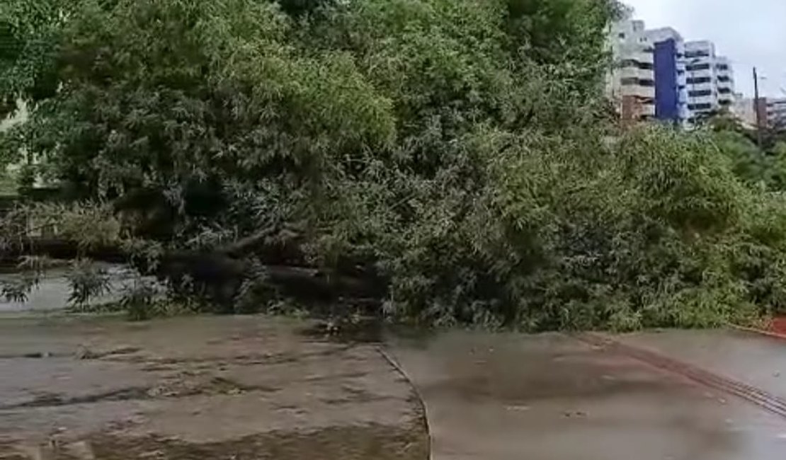 [Vídeo] Árvore tomba no Corredor Vera Arruda, após fortes chuvas em Maceió