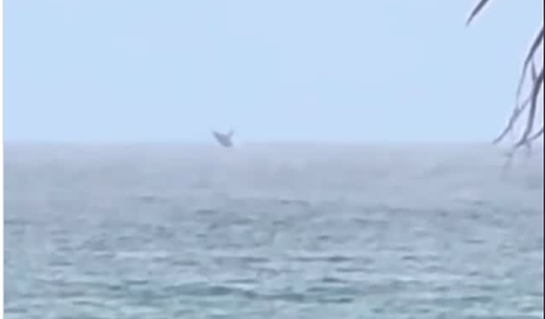 Baleia encanta banhistas com espetáculo raro na praia da Jatiúca