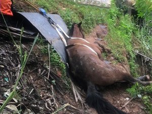 Cavalo é resgatado por bombeiros no bairro do Jacintinho