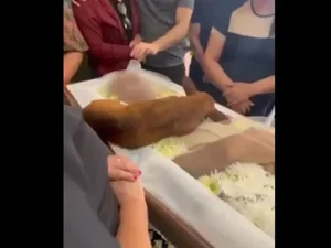 [Vídeo] Cachorro percorre 12km até enterro do dono para se despedir