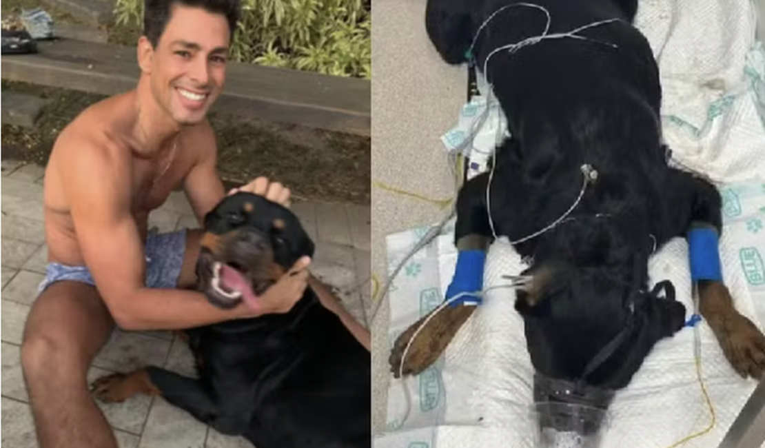 Cachorro de Cauã Reymond morre após envenenamento: 'É uma maldade’