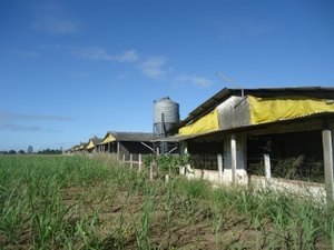 Motorista de avícola sofre sequestro relâmpago