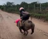 De Girau do Ponciano para o mundo: Gutinho Rocha viraliza ao voltar da escola montado em um porco