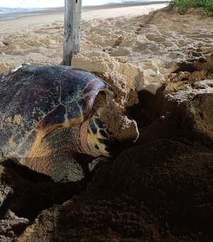 Tartaruga-de-pente é vista desovando na praia da Cruz das Almas