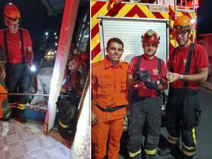 Bombeiros resgatam três filhotes de gato após mãe ser atropelada em Marechal Deodoro
