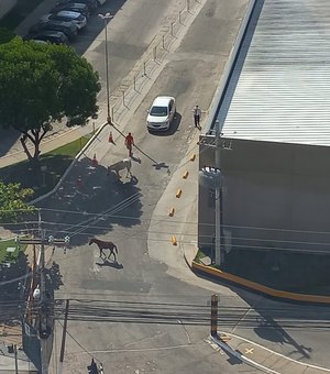 Flagra: animais soltos na Avenida Dona Constança