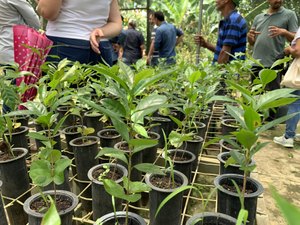 Plano ABC+ Alagoas fomenta a agricultura sustentável no estado