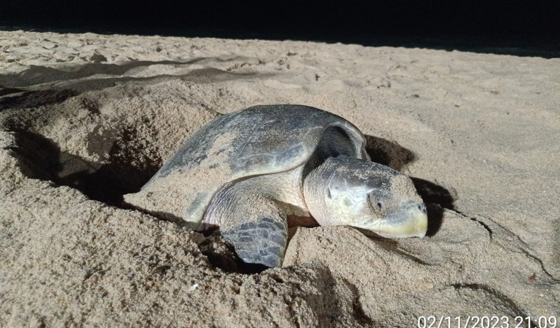 Começa temporada reprodutiva de tartarugas marinha nas praias da capital