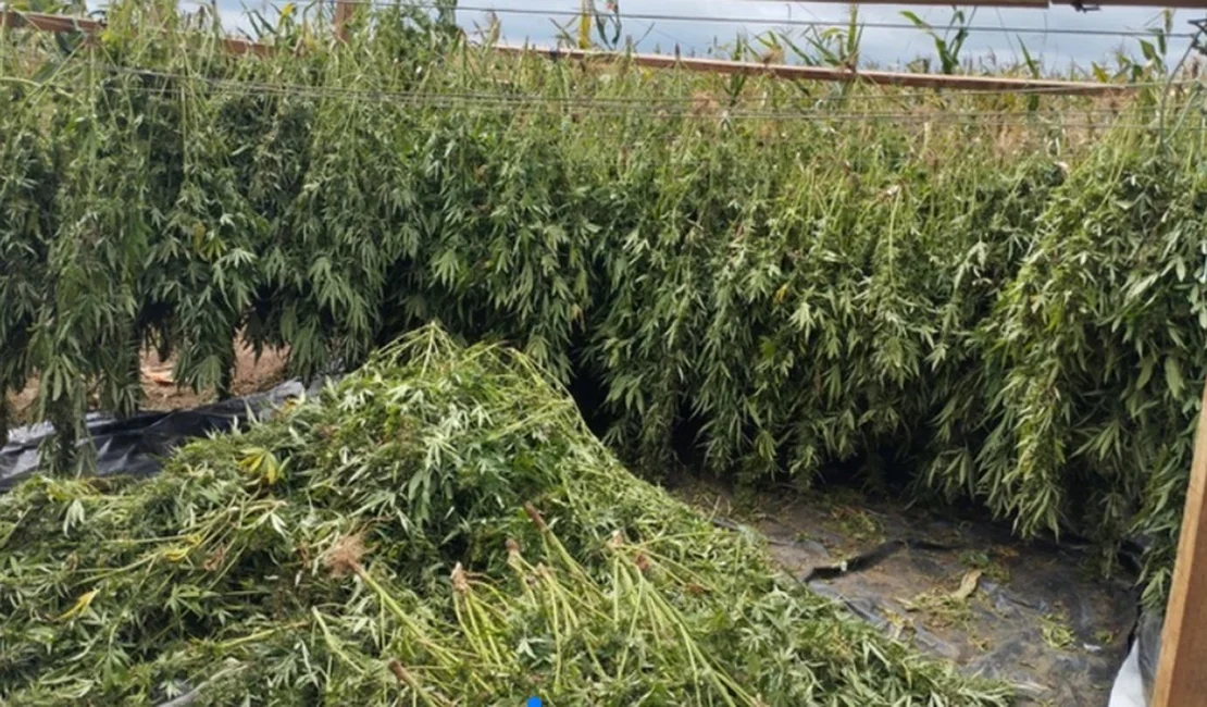 Cerca de duas toneladas de maconha são apreendidas na divisa entre Alagoas e Bahia