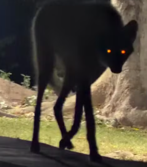 Lobo-guará ou lobisomem? Hóspede sai do quarto e se depara com fêmea no Pantanal