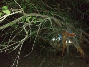 Condutor de veículo sobra em curva e colide contra árvore