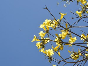 Primeiro fim de semana de outubro será de tempo seco e chuvas rápidas em AL