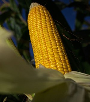 IBGE prevê destaque na safra de milho em Alagoas, mostra levantamento
