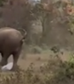 Homem sobrevive a ataque de elefante após ser pisoteado na Índia