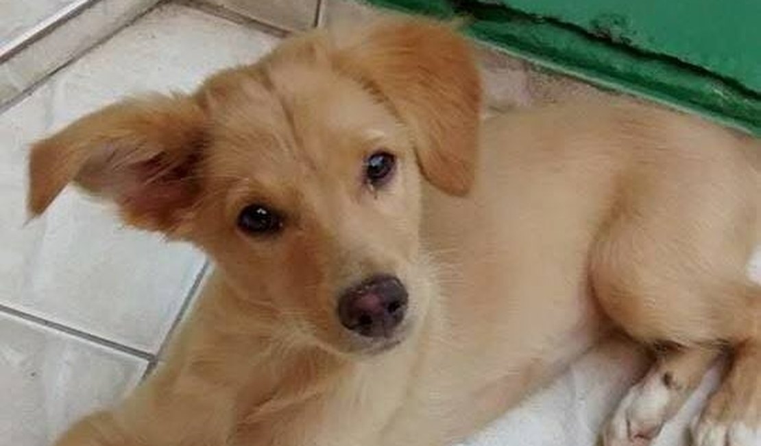 Grupo realiza vendas de doces para ajudar animais abandonados em Arapiraca