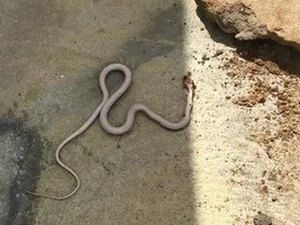 Cobra é capturada dentro de residência no município de Arapiraca