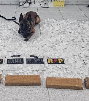 Polícia encontra R$ 500 mil em drogas dentro de van e prende suspeito no Sertão de AL