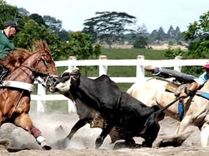 Prática de vaquejada passa a ser considerada ilegal pelo STF