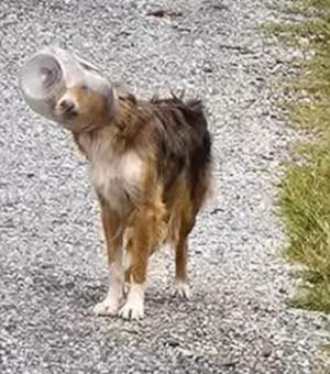 Drone salva cachorro que estava com a cabeça presa em pote nos EUA