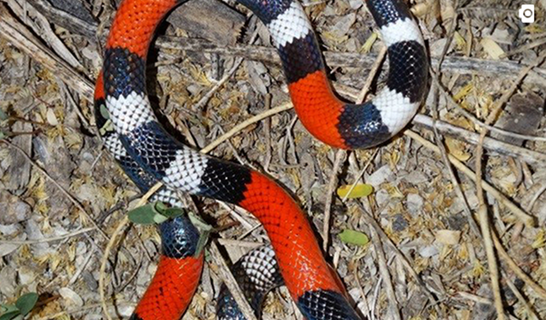 Cobra é capturada dentro do quarto de residência em Maragogi
